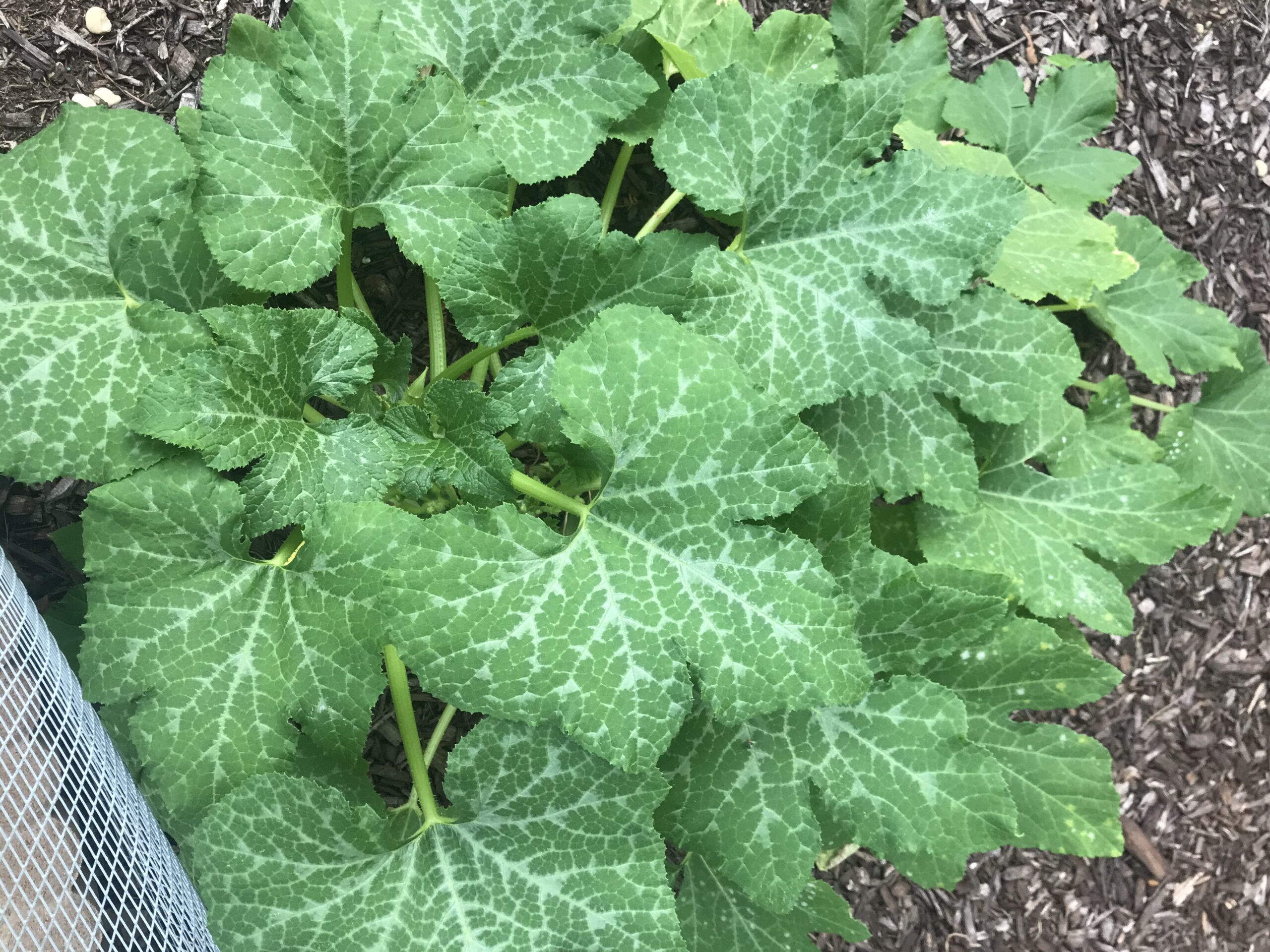 Avoid Mushy Zucchini: The Blanching Secret to Successful Freezing